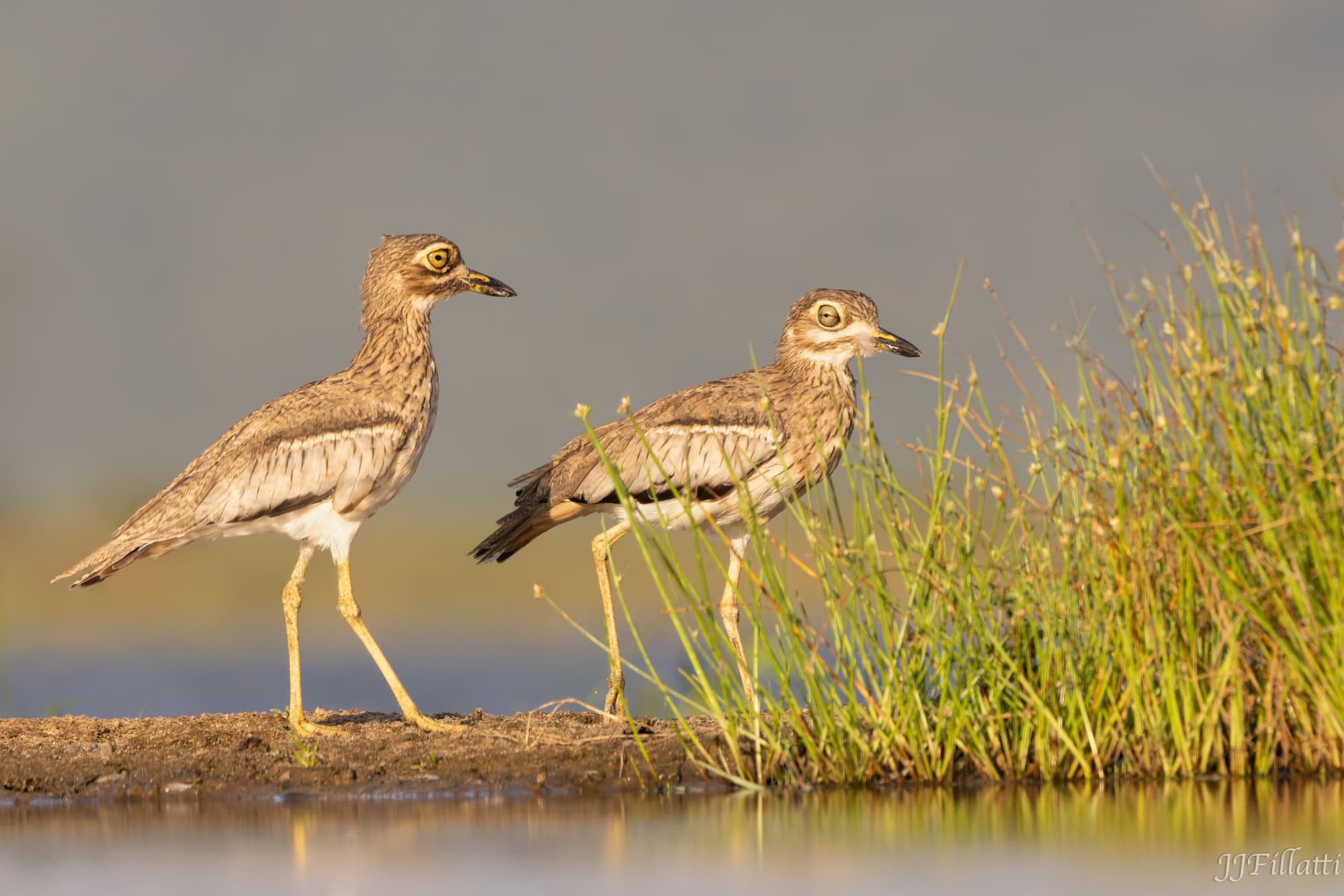 wildlife of Zimanga image 48